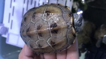 意外得到的宠物小乌龟，新手该如何饲养