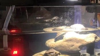 顶部过滤超白玻璃深水乌龟缸——打造乌龟的理想居所