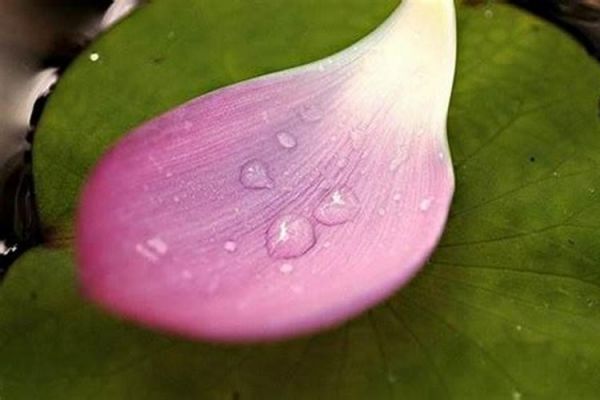 生肖龙适合养什么宠物好