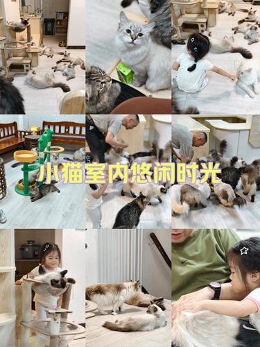 小猫室内悠闲时光