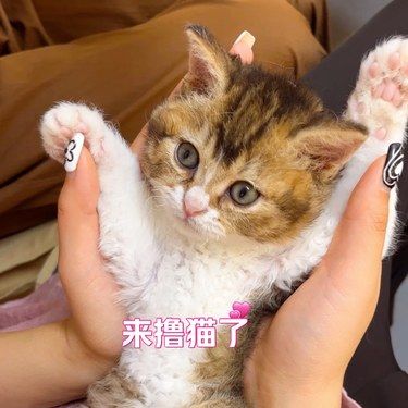 这么可爱的猫咪，你确定不来撸一下猫？