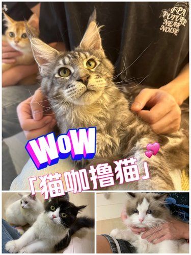 遇见猫界天使！这家猫咖让我秒变喵皇陛下