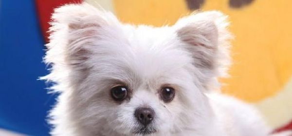 小狗能否吃猪红（了解猪红的营养价值与毒性）