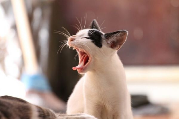 猫的饮食规律(如何根据猫咪的年龄提供合适的饮食)