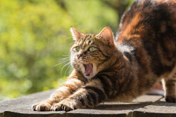 猫的饮食规律(如何根据猫咪的年龄提供合适的饮食)