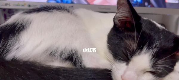 猫咪的睡姿与打呼现象（探究猫咪睡眠习惯）