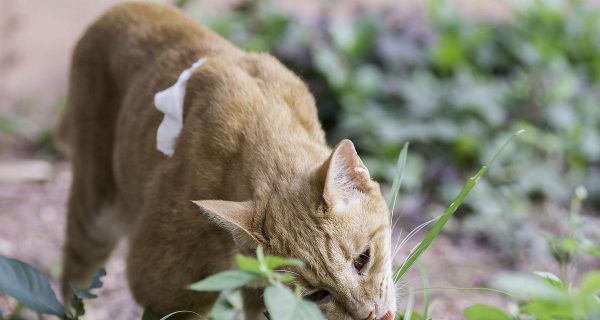 猫咪的饮食习惯之麦草，他们真的喜欢吃吗？