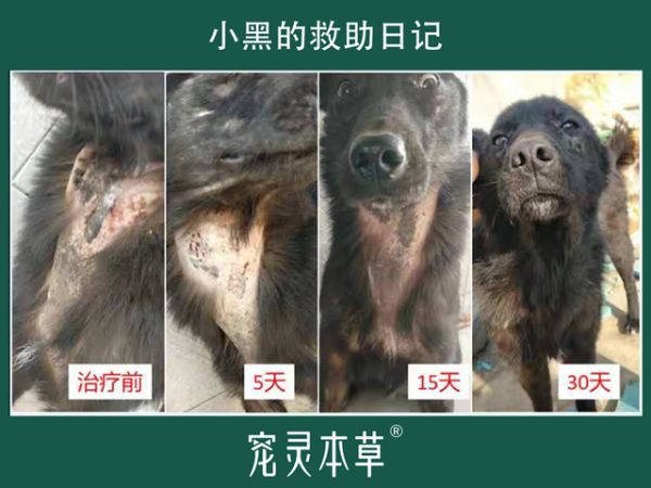 宠灵本草携手知宠百科 助力流浪动物公益救助