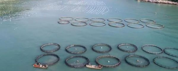 哪些海水鱼比较好养，可选择大黄鱼和海鲈鱼等鱼种