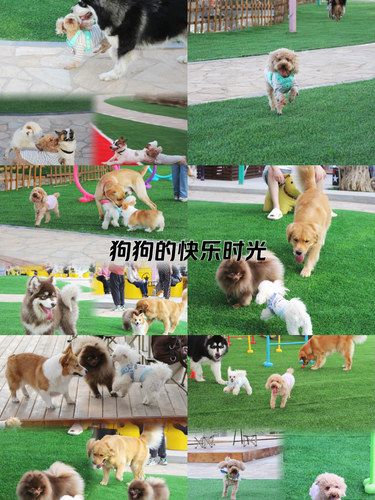 狗狗的快乐，我的快乐