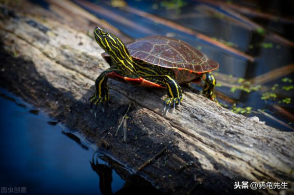 辟谣:幼龟乌龟壳变软真的是因为晒太阳少?龟粮含钙量低才是主因