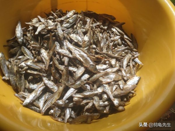 辟谣:幼龟乌龟壳变软真的是因为晒太阳少?龟粮含钙量低才是主因