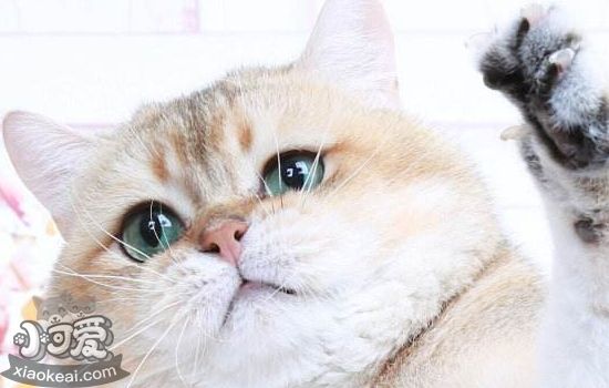 加菲猫怀孕怎么照顾 要注意些什么
