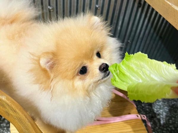 哪些蔬菜对狗狗有益？狗狗蔬菜饮食指南