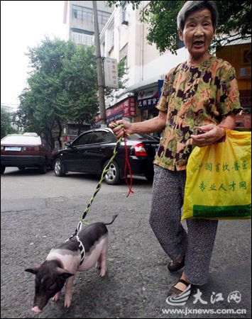 老太带宠物猪逛街散步自称很酷(组图)