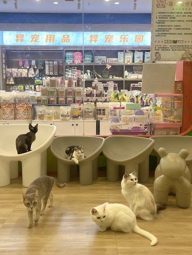 猫咪天地～宠物乐园
