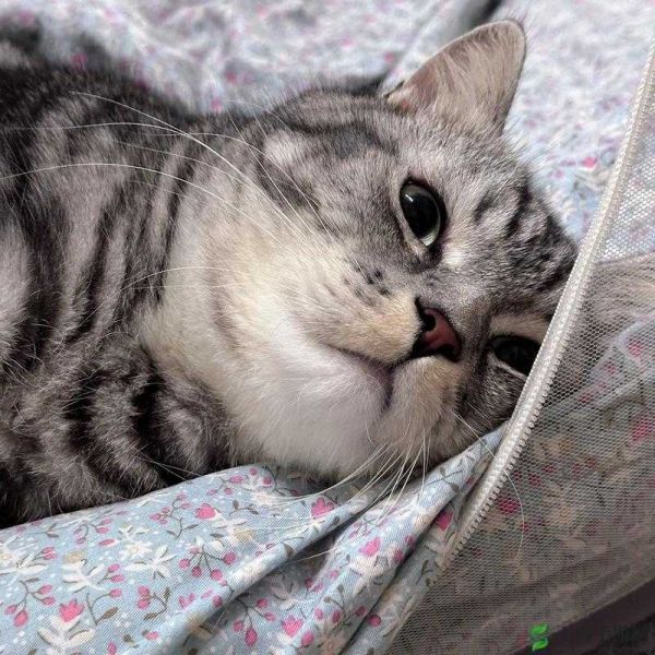 《超喵星计划》猫咪比赛攻略：玩转趣味互动，开启萌宠争霸时代
