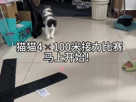 本届猫咪奥林匹克赛事完美落幕！