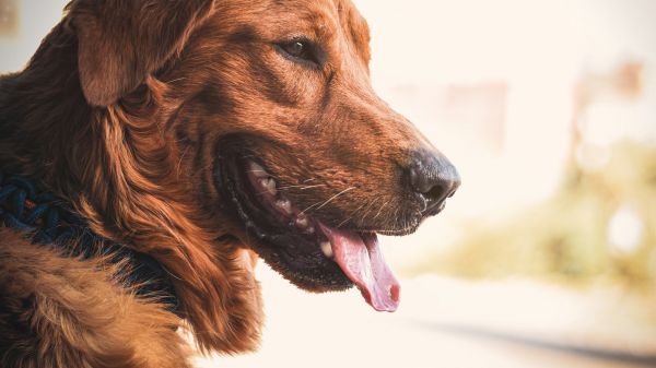 宠物狗 pet dog
