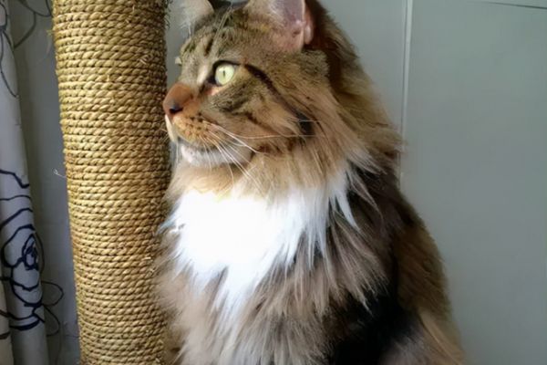 小猫咪宝宝辅食要吃什么 奶猫二十五天喂宝宝辅食
