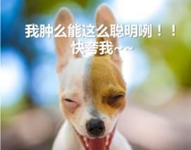 自制狗粮制作起来竟然真的这么简单，铲屎官们可以进来学一下啦！