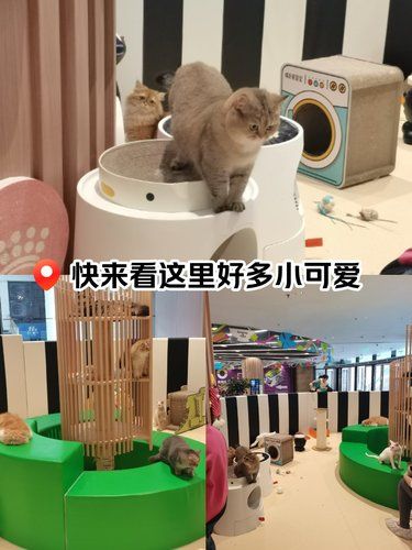 来玩吧，我超萌