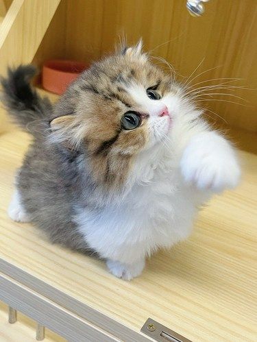 当我认真选了一家猫舍带走一只小猫...