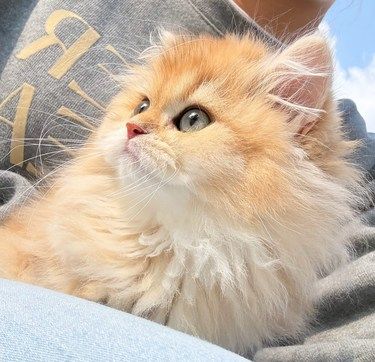 去哪儿找这么好看的小猫啊