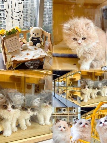 怎么才能把小猫骗回家[惊讶]