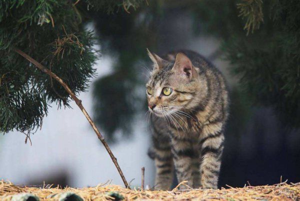 宠物猫都有什么品种