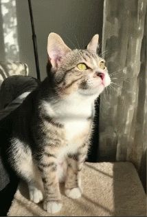宠物猫都有什么品种