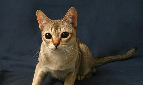 宠物猫分什么品种