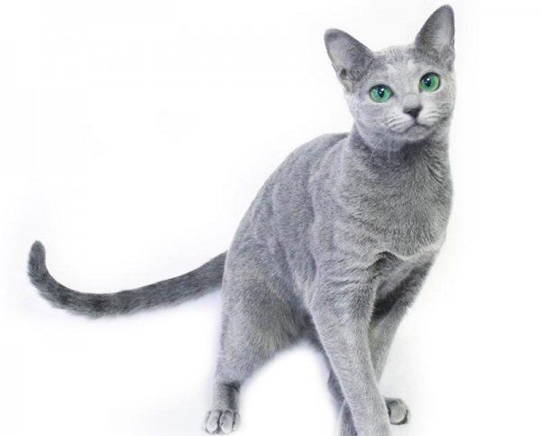 宠物猫分什么品种
