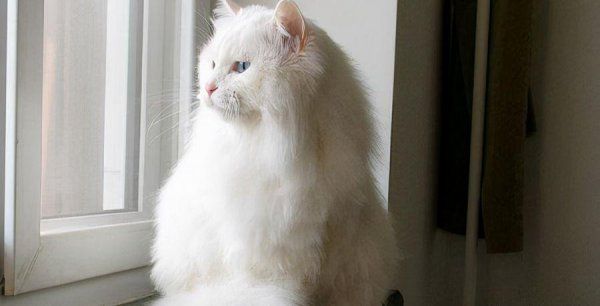 宠物猫有什么品种