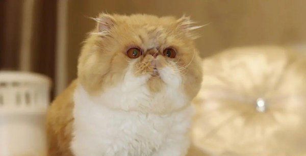 宠物猫有什么品种