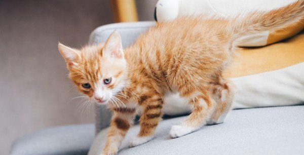 宠物猫有什么品种