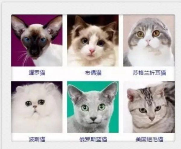 小猫咪都有什么品种