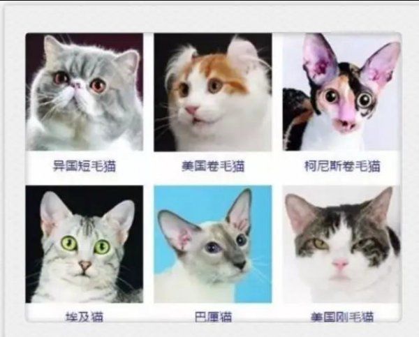 小猫咪都有什么品种
