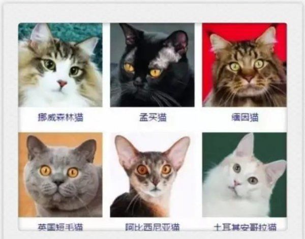 小猫咪都有什么品种