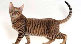 玩具虎猫怕人怎么办 黏人猫咪养成法