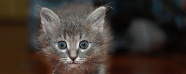 什么猫需要补充营养 你家的猫咪需要吗