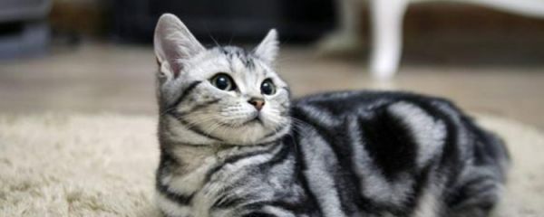猫一天拉稀四五次 猫咪的拉稀情况你需要赶紧制止啊!