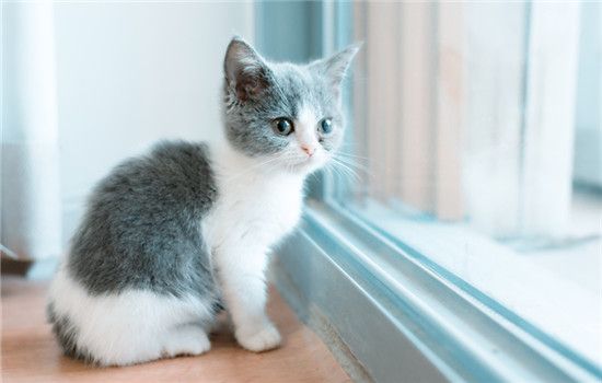 猫咪口炎的治疗方法