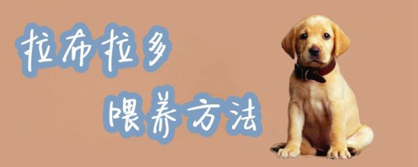 拉布拉多喂养方法1