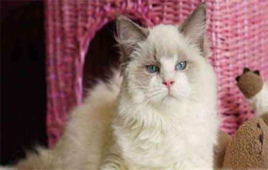 布偶猫为什么这么喜欢人