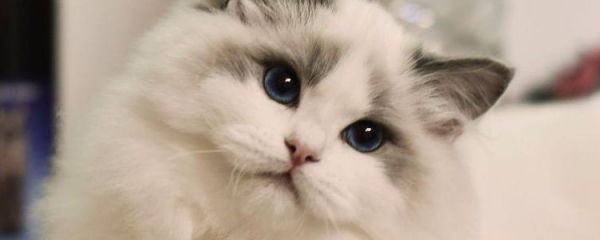 布偶猫是哪产的 布偶猫性格怎么样?