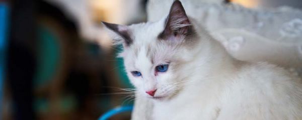 布偶猫抑郁了怎么办 爱它就多多陪陪它