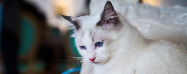 布偶猫拉软便怎么办