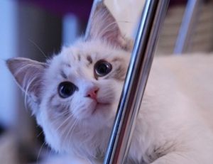 布偶猫怀孕要注意什么 布偶猫怀孕注意事项