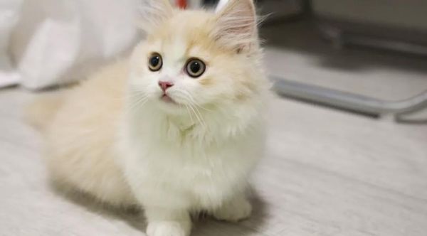 花花与三猫年糕是什么猫 就是可爱的金吉拉啦!